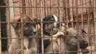 На откуп регионам: в Госдуме обсуждают эвтаназию бродячих собак