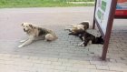 Пензенские депутаты поддержали эвтаназию бродячих собак