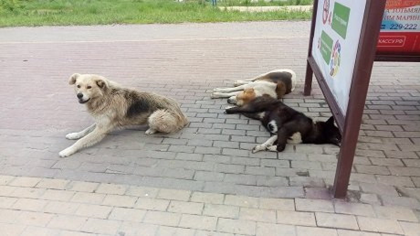 Пензенские депутаты поддержали эвтаназию бродячих собак
