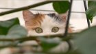 В российском корме для кошек нашли массовые нарушения