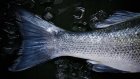 Словили леща: двое жителей Сурска за 40 кг рыбы могут лишиться свободы
