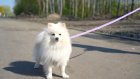 В Спутнике откроют площадку для дрессировки собак