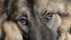 В Донецке создали противоосколочные жилеты для собак
