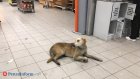 В Кузнецком районе нашли виновного в нападении бродячего пса на ребенка
