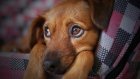Ветеринары назвали шесть самых опасных продуктов для собак