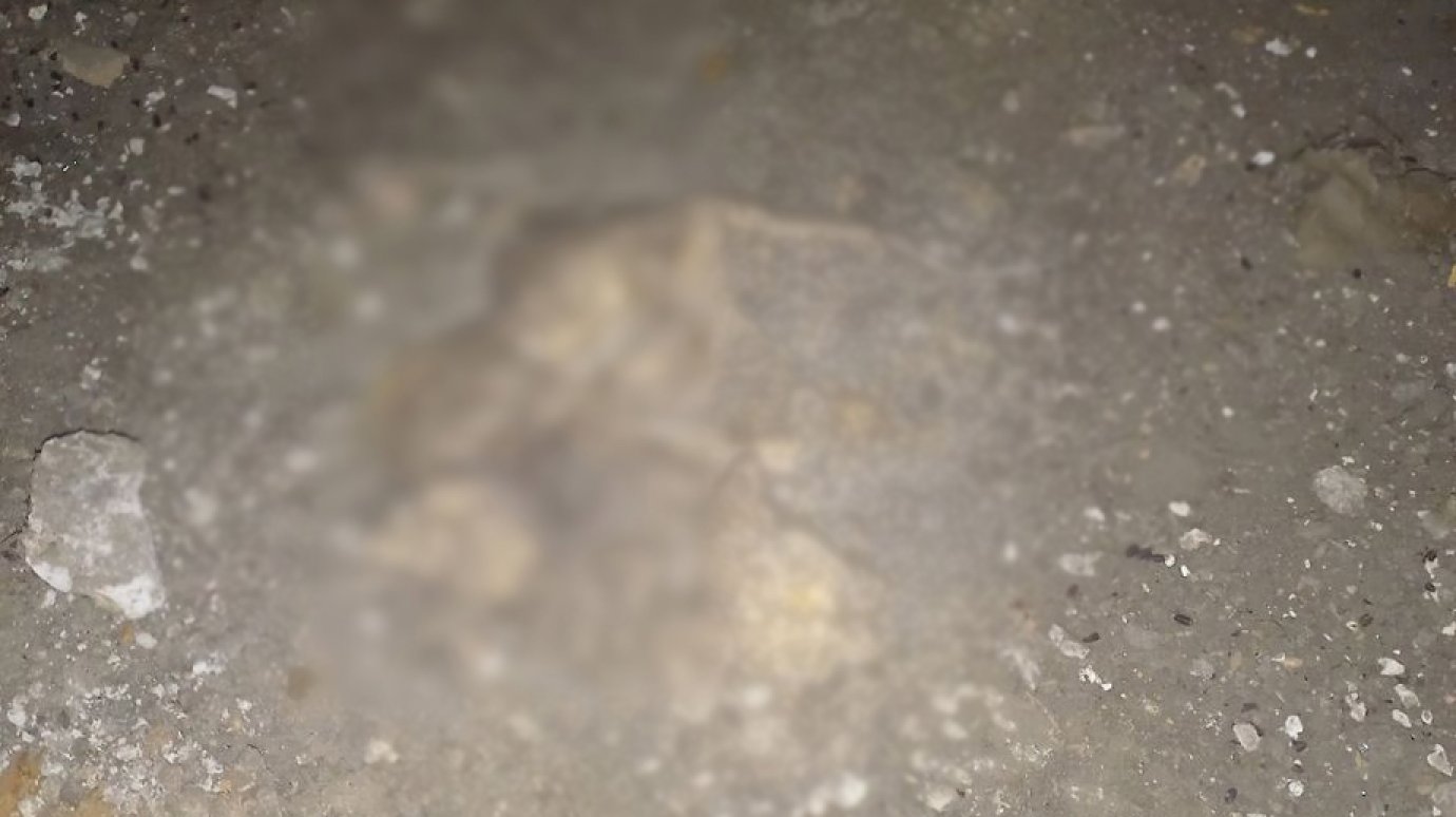 В подвале на улице Ульяновской обнаружили кладбище кошек