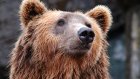 Медведь напал на собиравшего черемшу россиянина