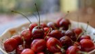 Пензенский врач перечислил симптомы отравления ягодами