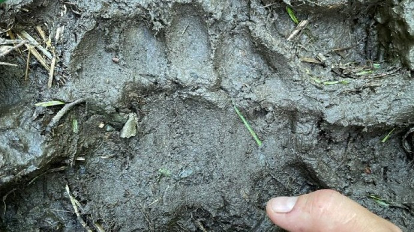 В Нижнеломовском районе нашли следы бурого медведя