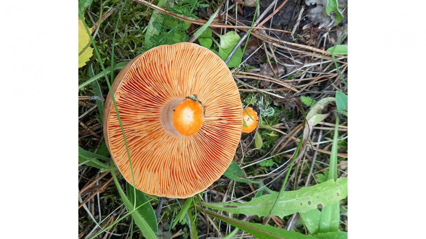 Житель области нашел в лесу необычные для июня грибы