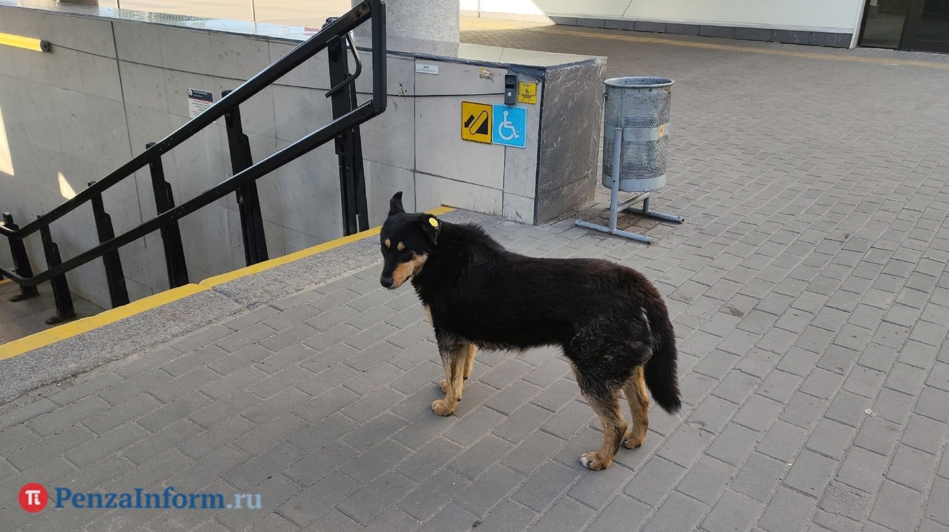 В Пензенской области активизируют работу по отлову бродячих собак