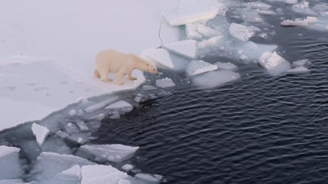 Арктика - индикатор планеты: экопроекту «Роснефти» 10 лет