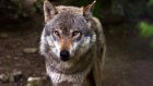 Бешеный волк вцепился в лицо россиянину возле его дома