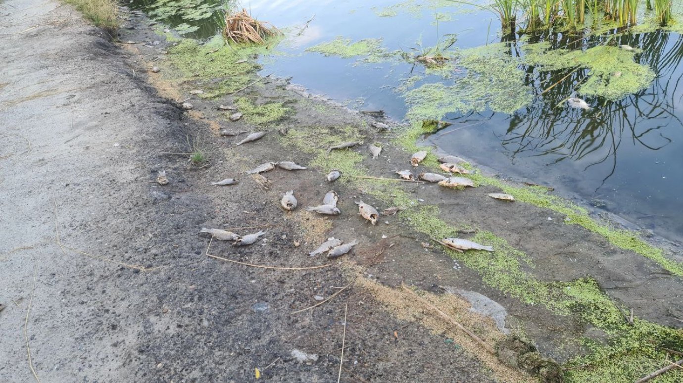 На берега ручья Безымянного выбросило килограммы рыбы