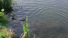 Пензенцы сняли на видео семью плавающих зверей