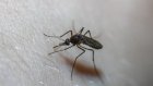 Огромный червь поселился в голове россиянина после укуса комара
