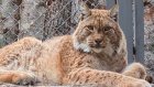 В Сахалинском зоопарке сотрудники поиграли в гляделки с рысями и проиграли