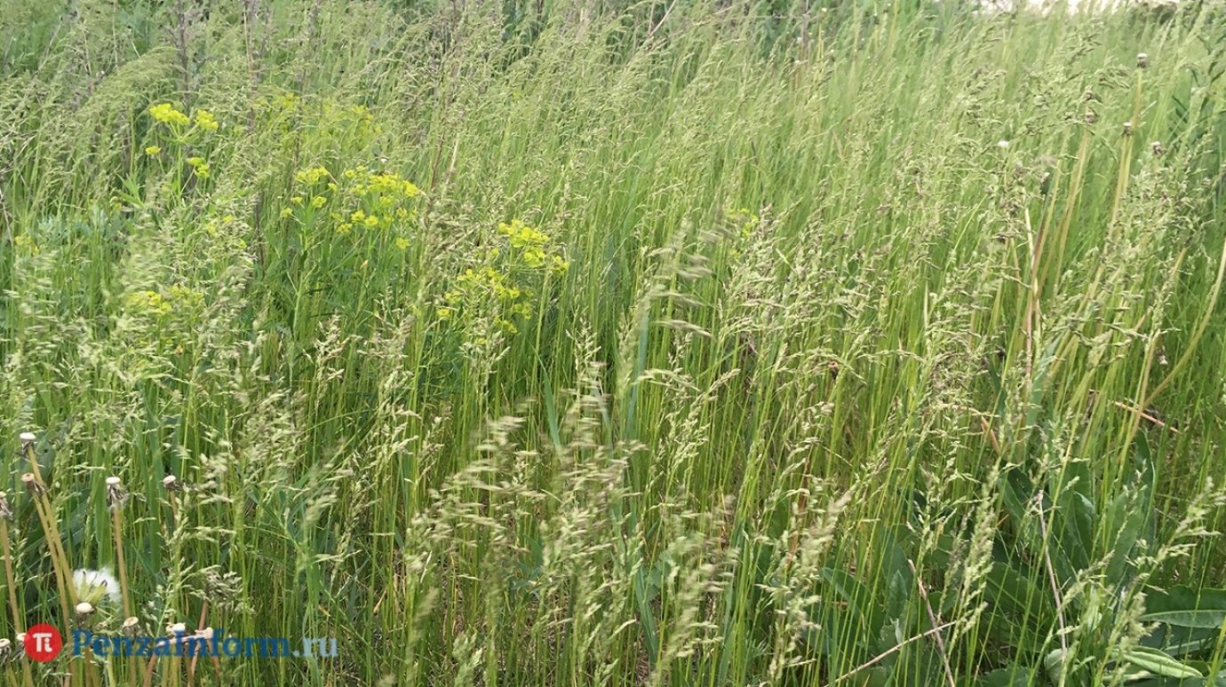 К синим цикориям в жесткой траве: село Кунчерово