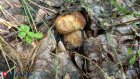 Массовое отравление грибами произошло в российском детском лагере