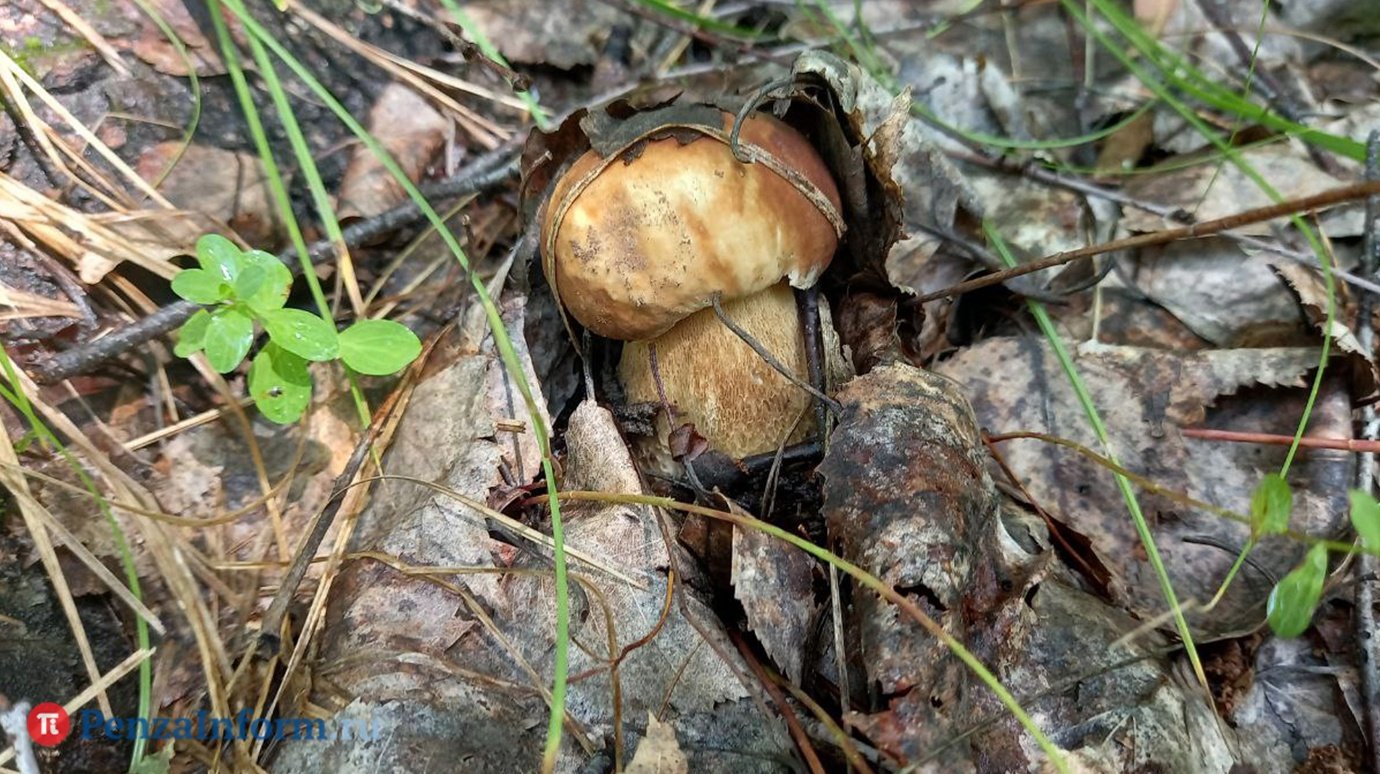 Массовое отравление грибами произошло в российском детском лагере