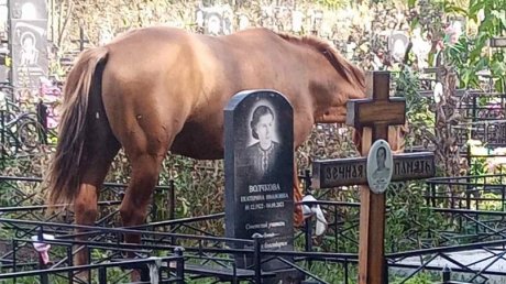 На кладбище в Богословке разгулялись лошади