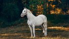 31 августа - Флор и Лавр, день ветеринаров и конников