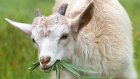 Зоозащитник показал на полуголой женщине издевательства над козами ради кашемира