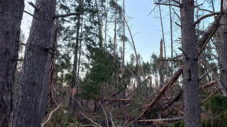 В Никольске в прореженном ураганом лесу проведут рубки