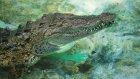 Крокодилы спасли упавшую в реку собаку