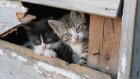 «Бог ей судья»: пензенец рассказал, как пристроил котенка у ЦУМа