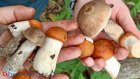 В России вступил в силу закон о многолетних тюремных сроках за сбор грибов