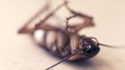 Под Москвой врачи достали из уха женщины живого таракана