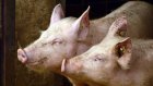 В Пензенской области ввели карантин по африканской чуме свиней
