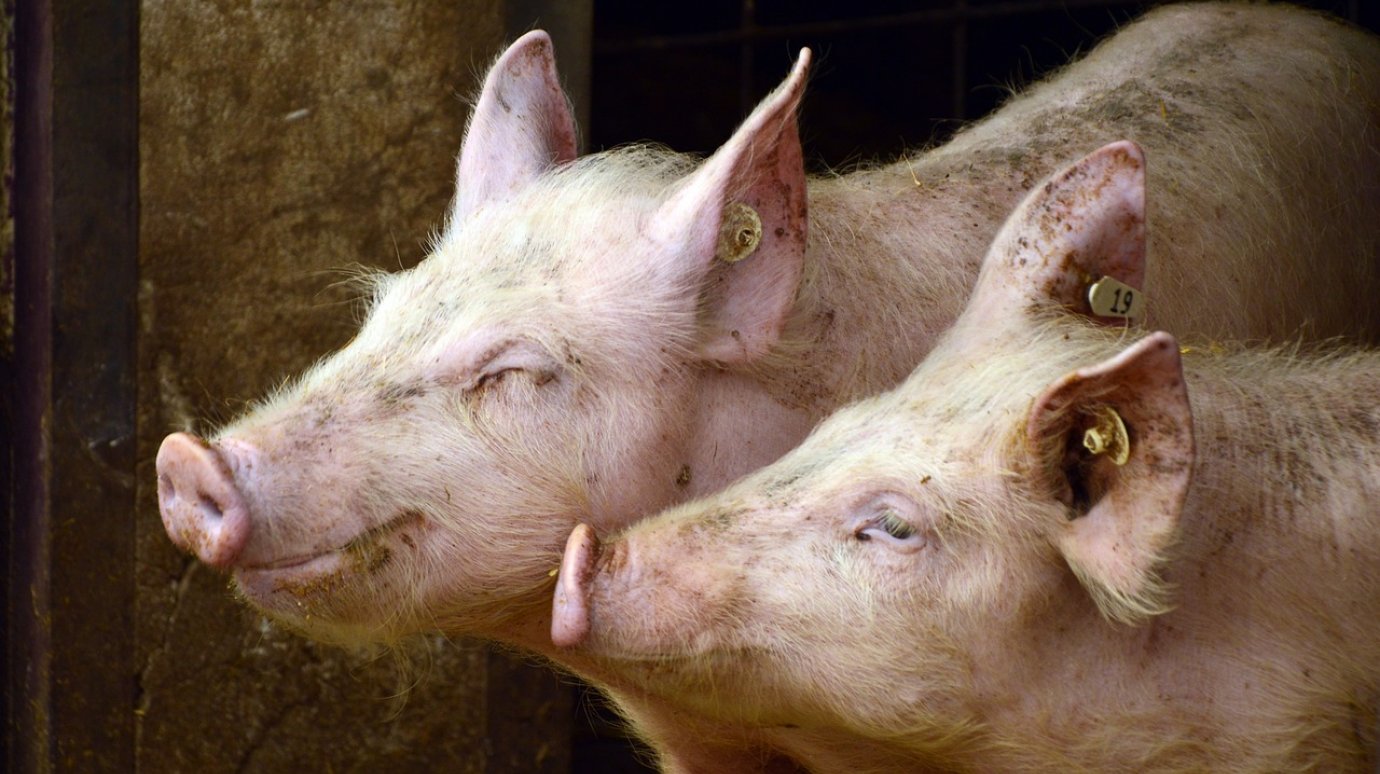 В Пензенской области ввели карантин по африканской чуме свиней
