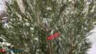 Пензенцам назвали цену новогодних деревьев