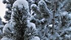 23 ноября жителям Пензенской области обещают мороз и снег