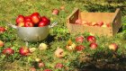 В Спасске пожилой семейной паре простили кражу яблок