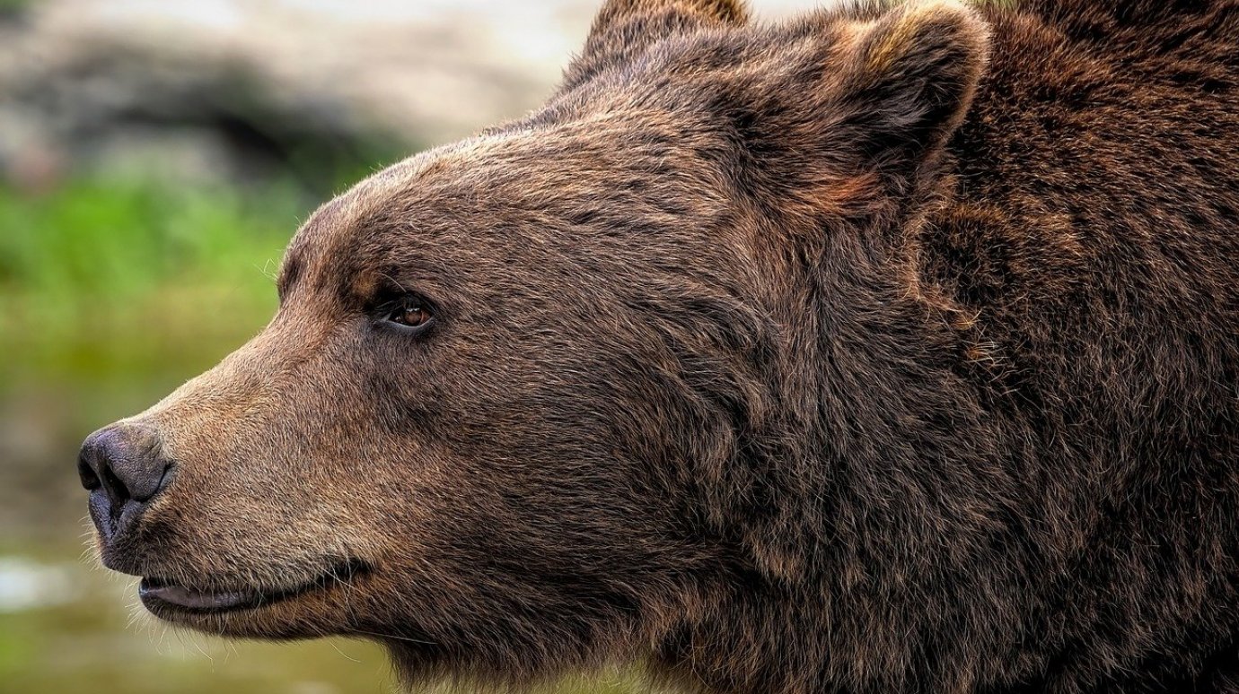 13 декабря - День медведя