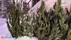 Россиян предупредили о неожиданной опасности новогодних елок