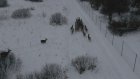 В Нижнеломовском районе стало на 25 оленей больше