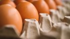 В Турции заявили о готовности поставлять яйца в Россию в нужном объеме