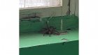 Жителей дома в российском городе припугнули гигантским пауком