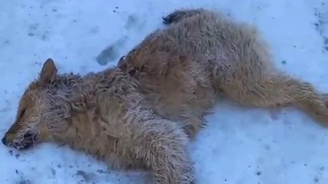 В Пензенском районе массово отравили бродячих собак