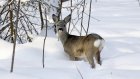 В Шемышейском районе браконьер жестоко расправился с косулей