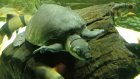 Свиноносая черепаха - милашка с пятачком