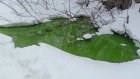 В Кузнецке возьмут пробы из зеленой лужи
