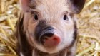 Почку свиньи впервые в истории успешно пересадили человеку
