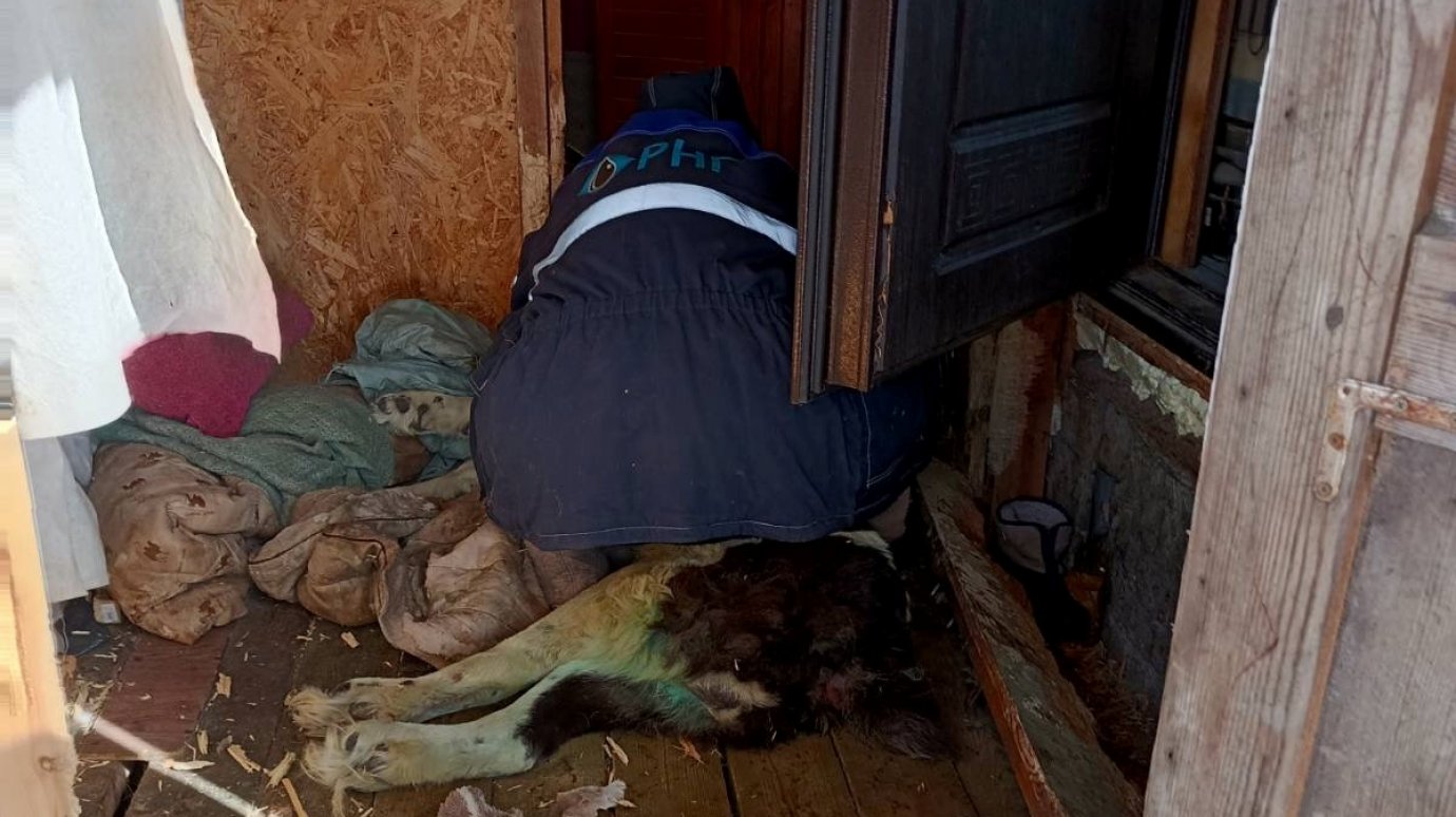 В Пензе еще одному псу понадобилась помощь спасателей