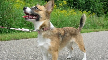 В Кузнецке владельцам собак предложат присылать фото питомцев