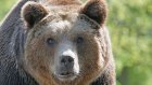 Выживавший полгода в тундре пенсионер рассказал о дружбе с росомахой и медведем